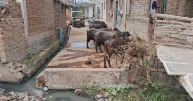 सड़क पर दबंगों का कब्जा, वाहन खड़े कर मवेशी भी बांधे; नतीजा, मंदिर जाने के लिए रास्ता नहीं   6 The road is occupied by bullies, vehicles are parked and cattle are tied; the result is no way to go to the temple