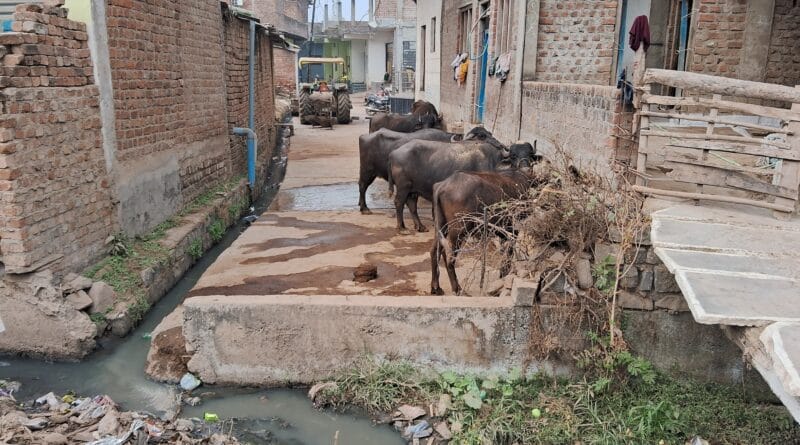 The road is occupied by bullies, vehicles are parked and cattle are tied; the result is no way to go to the temple