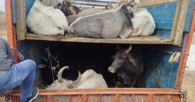 शाजापुर में गोवंश तस्करी करते पिकअप पकड़ा, 45 गोवंश जब्त 3 Truck caught smuggling cattle in Shajapur, 45 cattle seized