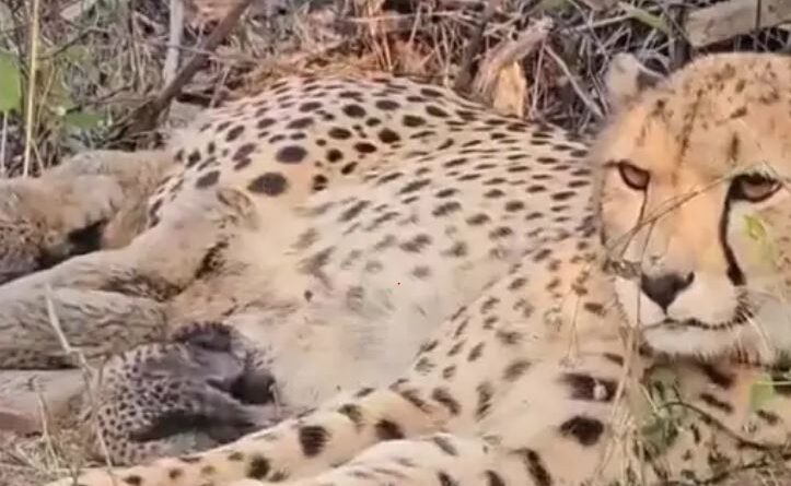 Cheetah 'Mukhi' gives birth to 5 cubs in Kuno