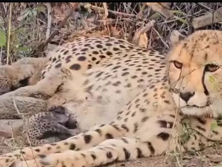 Cheetah 'Mukhi' gives birth to 5 cubs in Kuno