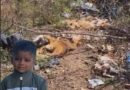 Child dies 25 days after dog bite In Datia